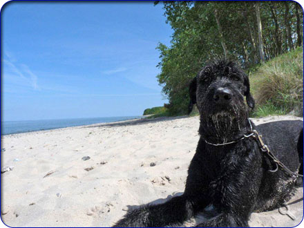 Hund muss natürlich mit in den Urlaub