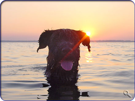 Urlaub mit Hund auf Poel